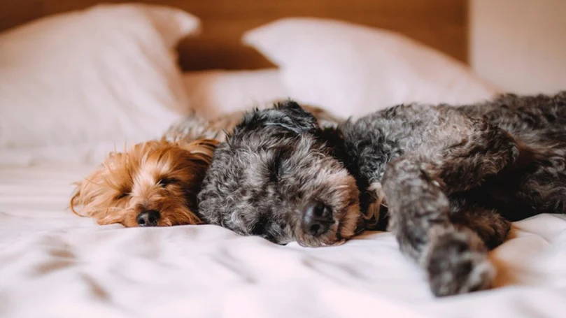 dos perros durmiendo en una cama